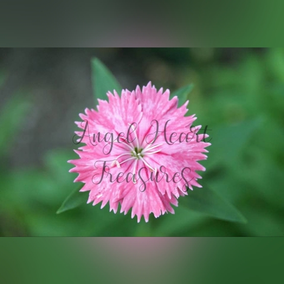 5x7 Original Nature Photography Of Pink Dianthus Bloom Flower Photo Print - Picture 1 of 1